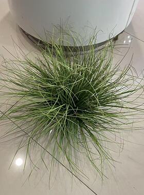 高品质仿真草团装饰仿真小草金丝苔草菖蒲草造景草丛草堆芦苇草