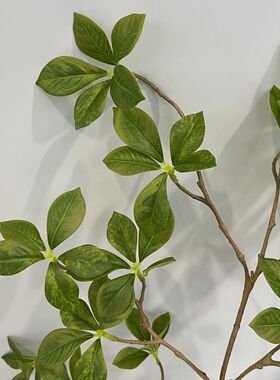仿真栀子叶海岛春花福禄桐叶栀子花树枝树叶绿植家居装饰做树辅材
