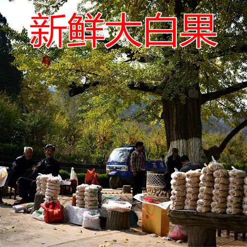 今年新果2025年新鲜老树生大白果银杏果天然1-5斤包邮特大果子 - 图2
