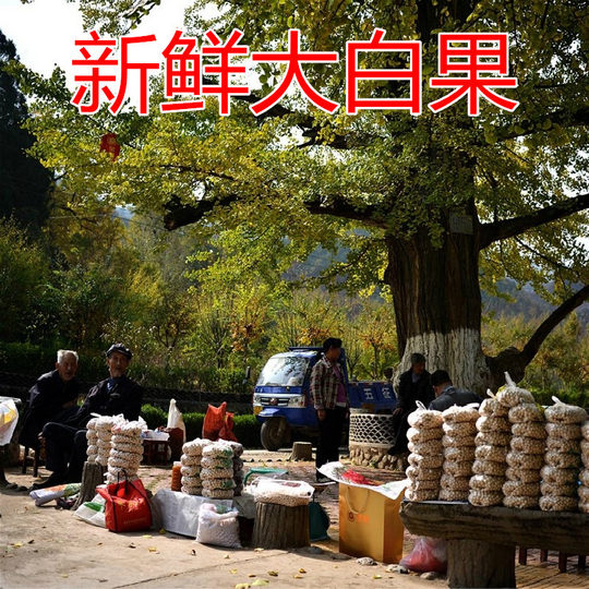 今年新果2025年新鲜老树生大白果银杏果天然1500g包邮特级大果子