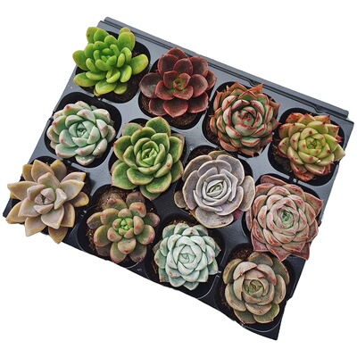 【花伴水】多肉植物组合12颗可爱盆栽绿植套装桌面盆栽