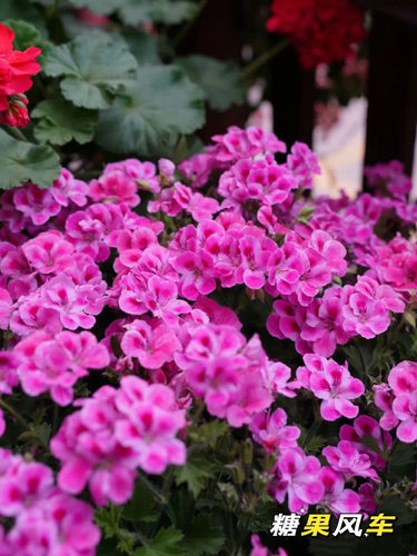 蝴蝶梅小苗不同品种不同花色包对版 - 图3