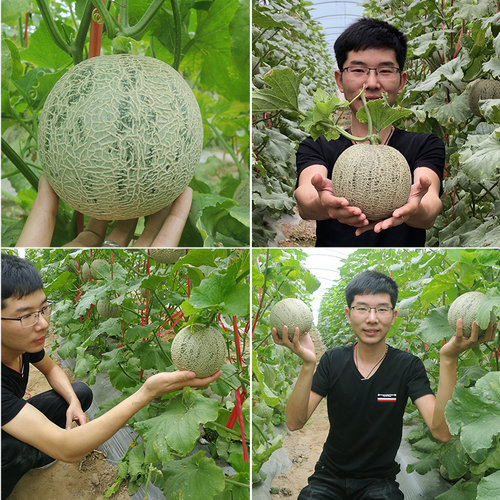 海南网纹瓜哈密瓜静冈蜜瓜热带新鲜一整箱水果玲珑香甜玫珑瓜顺丰 - 图2