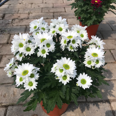 荷兰菊盆栽带花苞发货庭院花卉绿植千头菊花四季开花不断包成活-图2