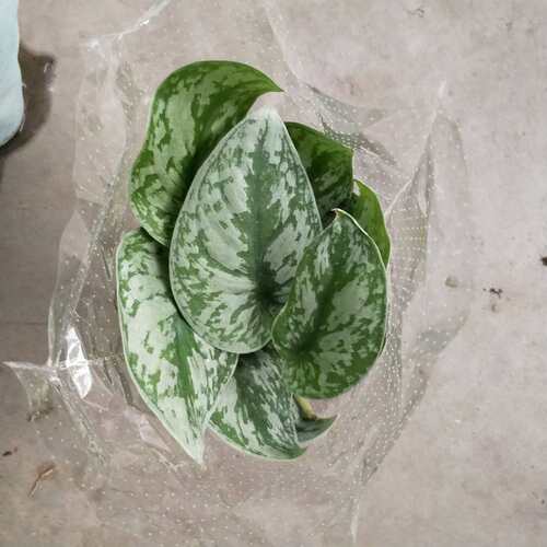 大叶银斑葛雪花葛绿植 银缎蔓绿绒 稀有绿萝品种小叶银斑葛星点藤 - 图1