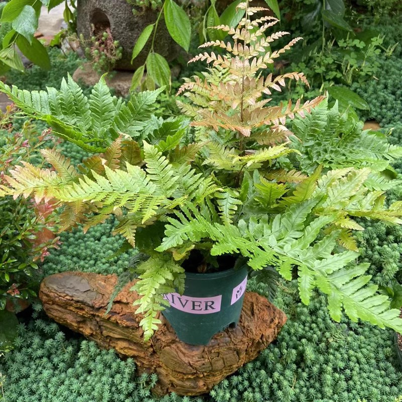 彩虹蕨 盆栽红盖鳞毛蕨 四季多年生露天蕨类植物耐寒花镜植物包邮 - 图0