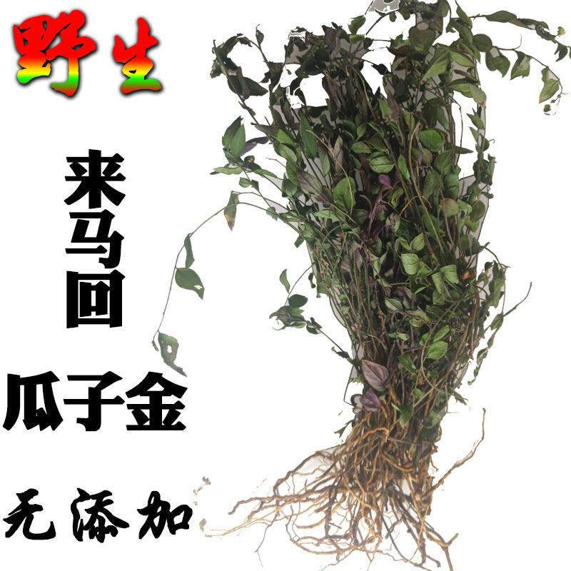 来马回野生中草药材新鲜瓜子金惊风草辰砂草勒马回金不换特级干货