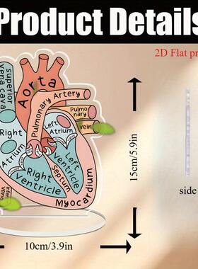JIT代发2D平面心脏解剖图亚克力板 - 标注动静脉与腔室的现代2D平