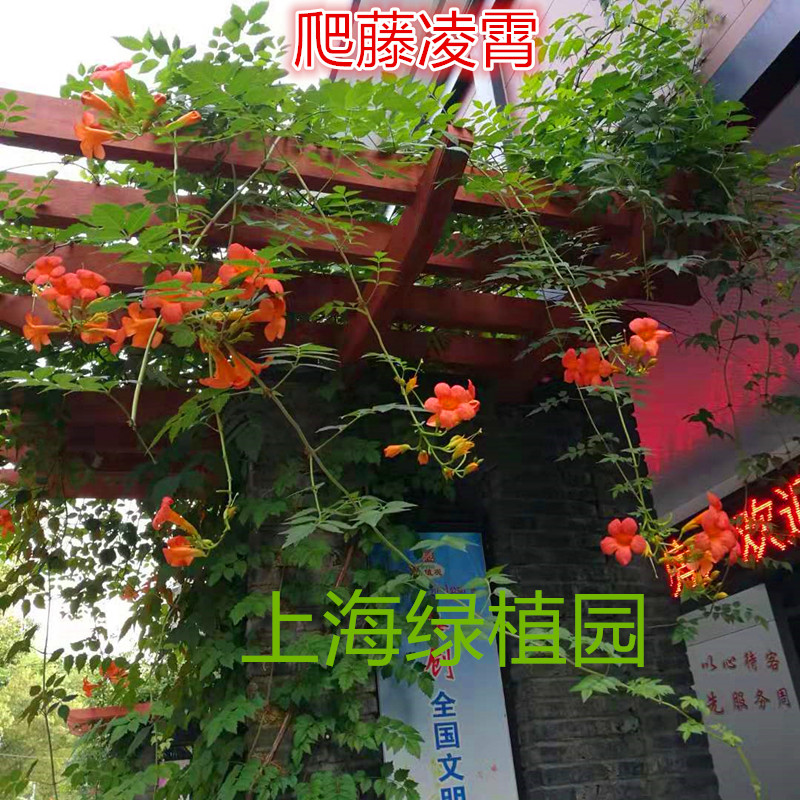 凌霄花炮仗花盆栽花卉庭院阳台林霄 蔓藤 粉色大苗藤紫云爬藤包邮 - 图2