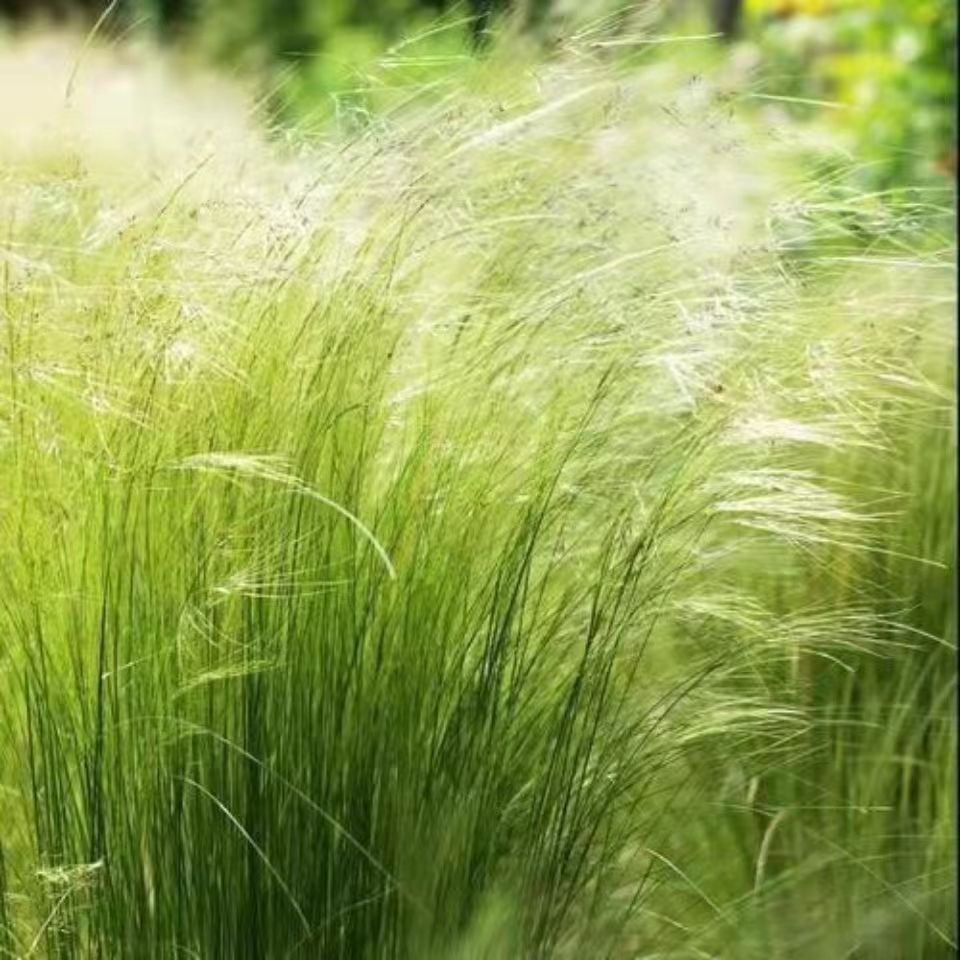 羽毛草细叶针毛马尾草沙草水竹汉伞草公园庭院阳台造景花镜植包邮 - 图3