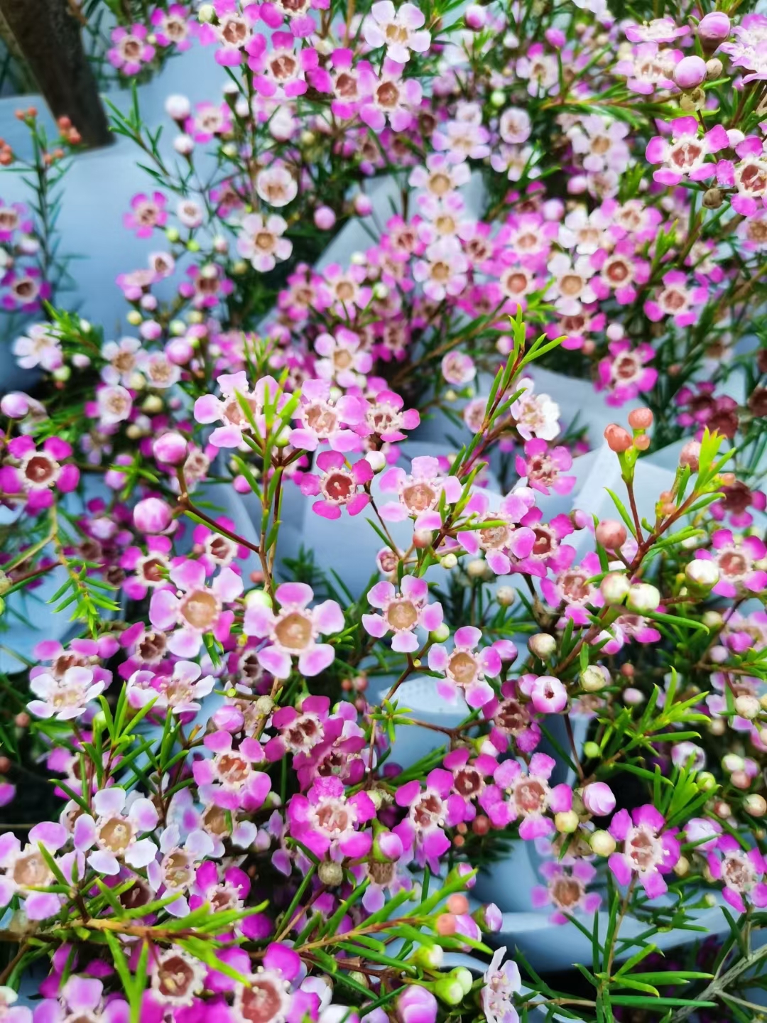 松红梅 澳洲腊梅 盆栽澳梅阳台庭院多年生风蜡花金彩梅花寒梅腊梅 - 图2