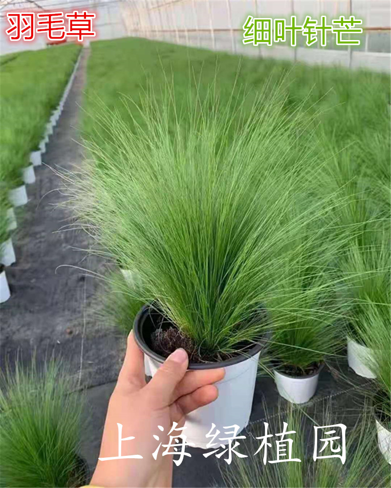 羽毛草细叶针毛马尾草沙草水竹汉伞草公园庭院阳台造景花镜植包邮 - 图2