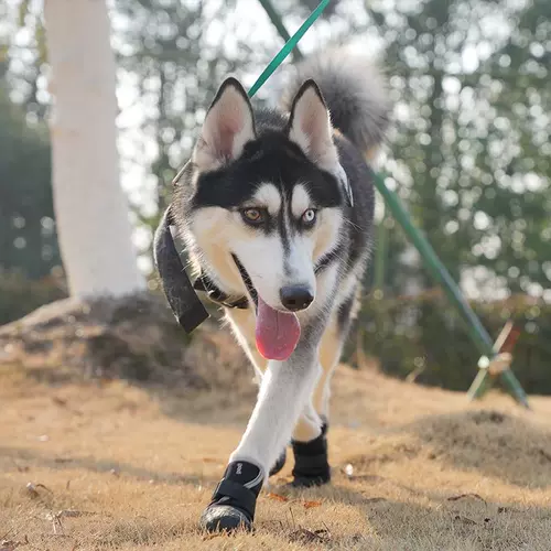 Jane Pod Pet Plus Bichon Dog Shoes Bichon Bichon Bear Teddy Pomeranian Husk