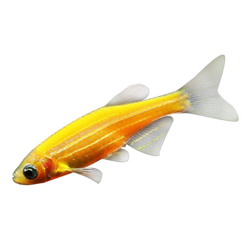 活体红蓝黄斑马饲料好看的小鱼便于喂食与饲养不浑淡冷热水耐低温 - 图3