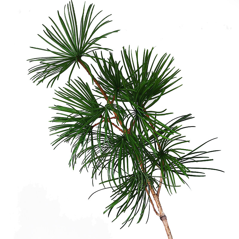现货鲜切枝水培日本进口罗汉松金松迷你桌面观叶绿植顺丰包邮_虎窝淘