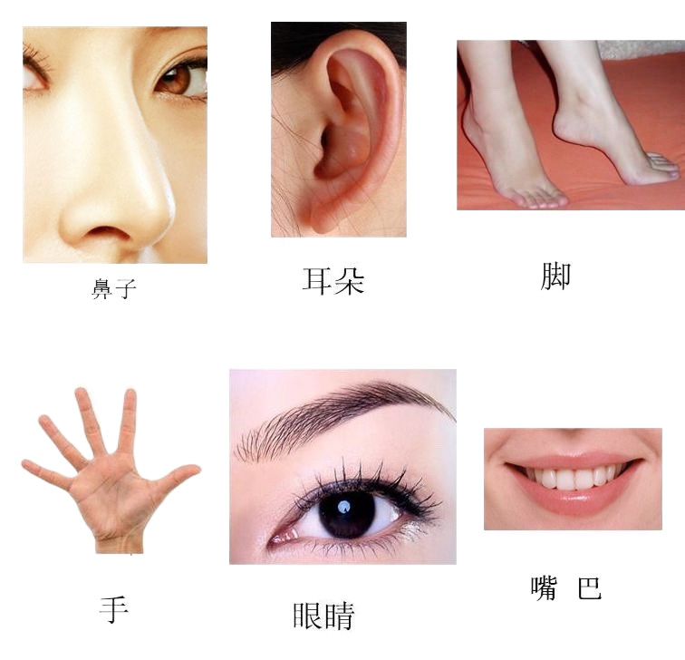 五官身体部位认知卡片自闭孤独症ABA教学实操儿童康复训练教具_虎窝淘