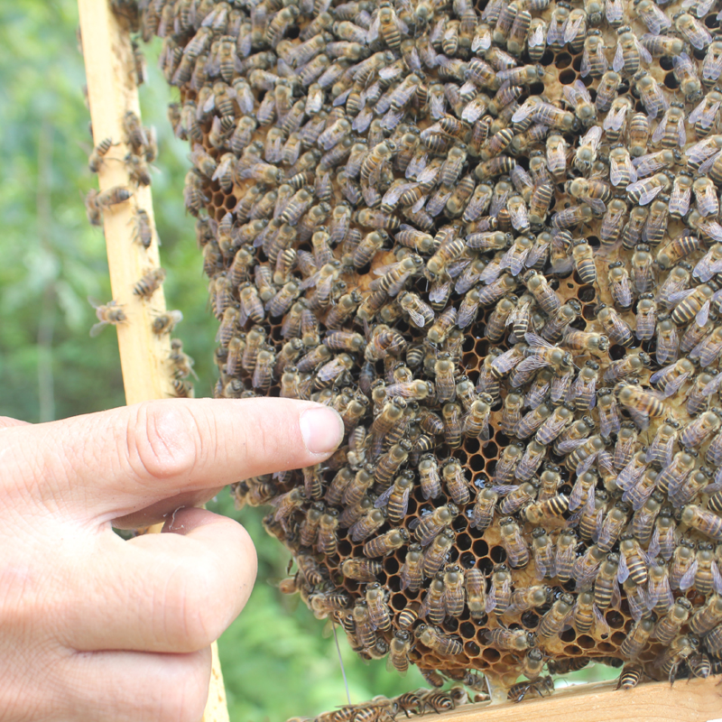 百里山野生土蜂蜜 纯正天然农家自产深山百香果百花蜜峰蜜1斤孕妇