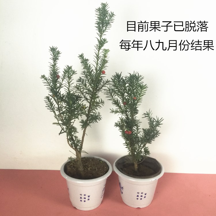 曼地亚红豆杉盆景小苗室内矮化盆栽绿植花卉南方红豆杉树苗包邮 - 图0