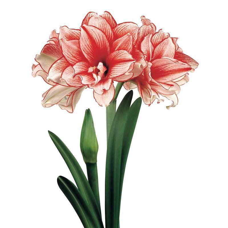 海蒂的花园南非朱顶红阿弗雷进口种球鬼魅滑稽演员花卉植物室内,淘宝优惠券,粉丝福利购,淘宝优惠卷