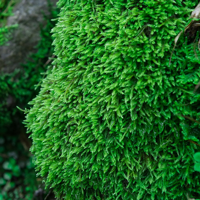 鲜活微景观盆景专用苔藓盆栽铺面四季水陆缸假山草白发藓短绒青苔-图1