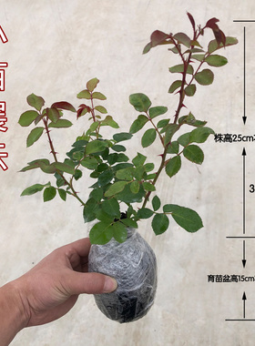 遥远鼓声月季花苗藤本花卉玫瑰