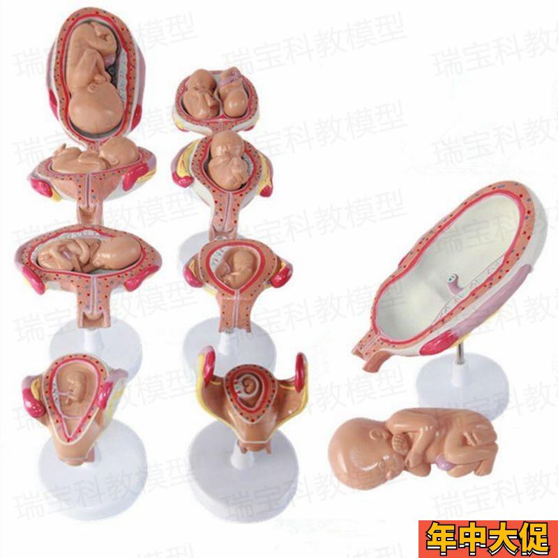 妊娠过程模型胚胎发育足月腹腔产科教学女性生殖子宫助产示教妇幼 - 图1