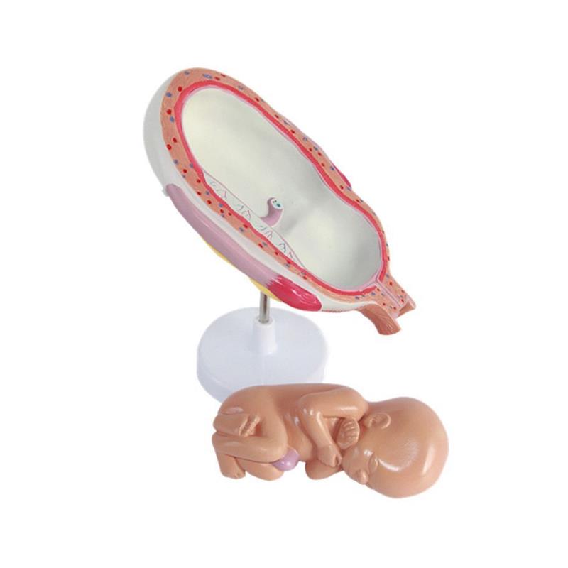 妊娠过程模型胚胎发育足月腹腔产科教学女性生殖子宫助产示教妇幼 - 图3