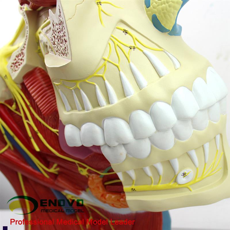 ENOVO颐诺十二对颅神r经系统解剖模型12对脑神经模型神经内科外科 - 图1