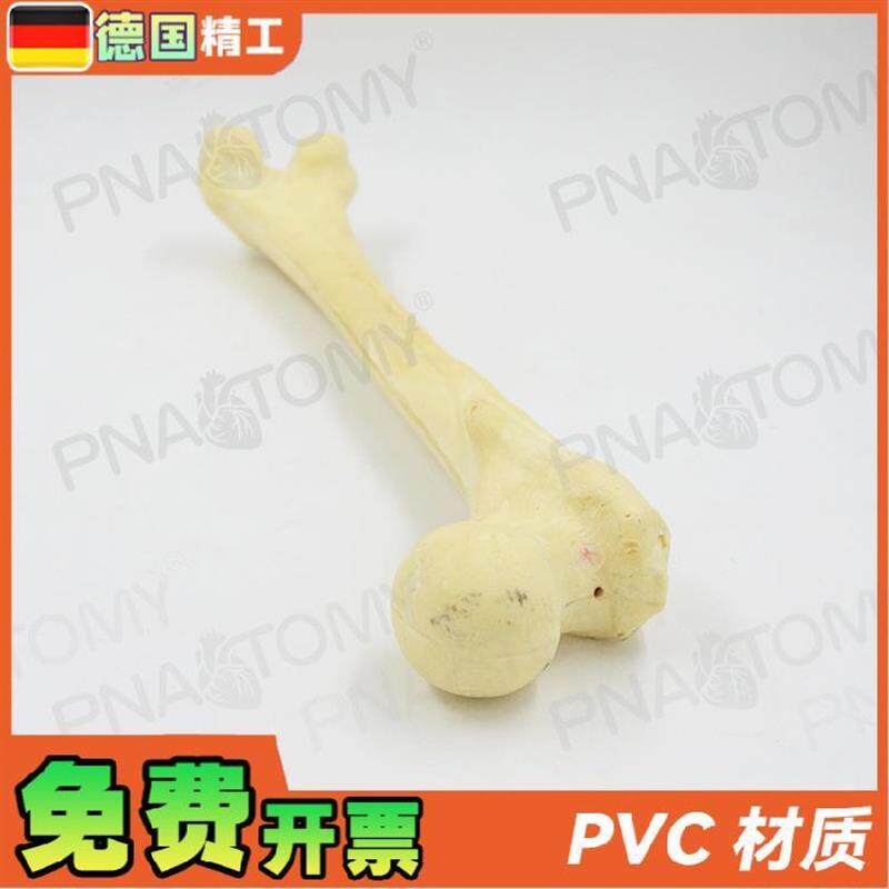 德国】1比1仿真骨k手术实操股骨头骨科pfna人工合成创伤骨科操作 - 图1