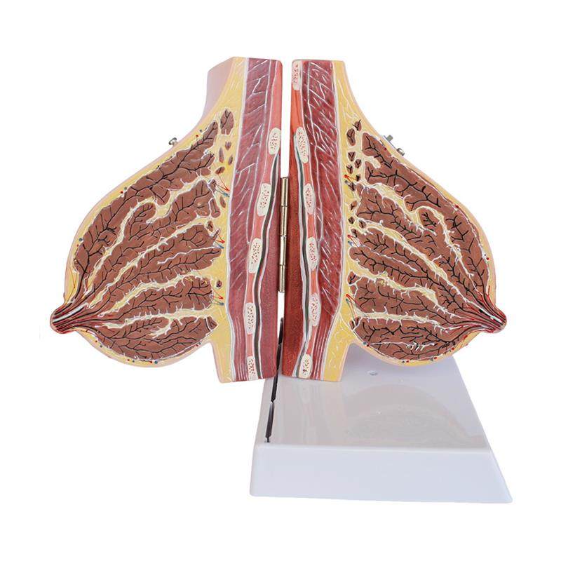 乳房模型胸c部解剖乳房结构造乳腺病变模型哺乳期催乳师教具通用,淘宝优惠券,粉丝福利购,淘宝优惠卷