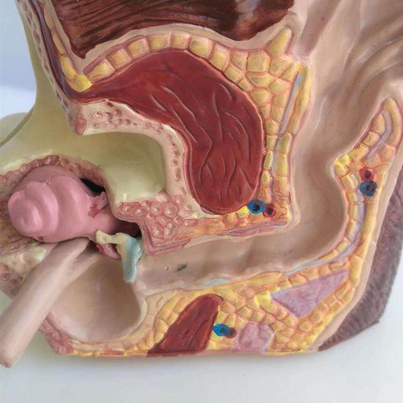 狗耳朵健康病态解剖模型动物犬C科模型宠物兽医教学教具热卖,淘宝优惠券,粉丝福利购,淘宝优惠卷