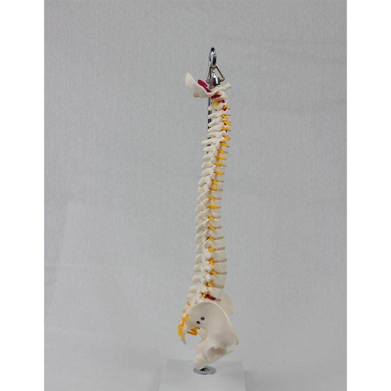 中型脊椎带骨盆(挂式)模型E人体骨骼模型医学教学模型 - 图2