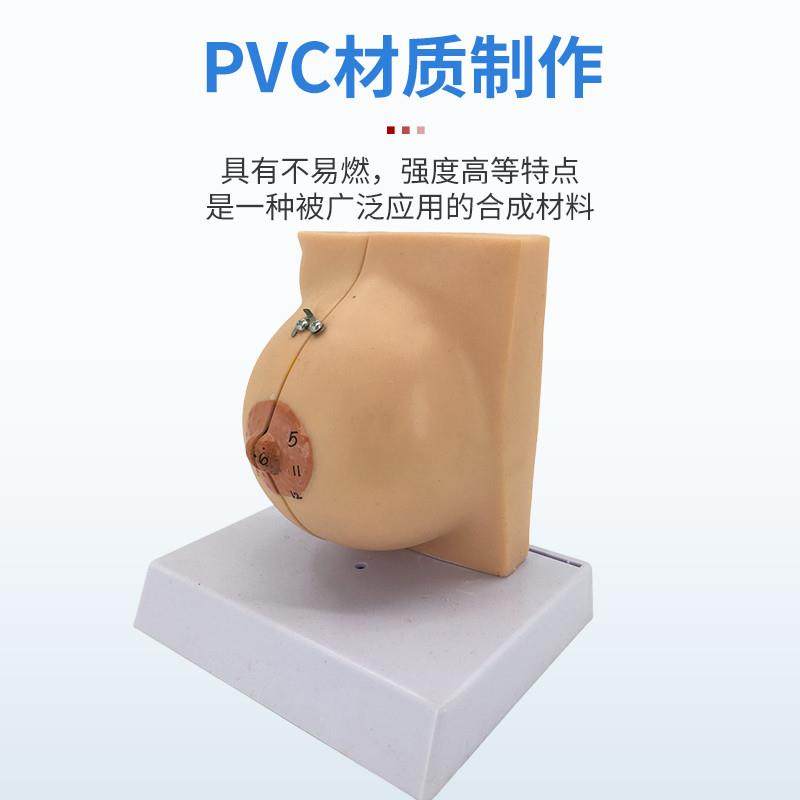 乳房模型胸c部解剖乳房结构造乳腺病变模型哺乳期催乳师教具通用,淘宝优惠券,粉丝福利购,淘宝优惠卷