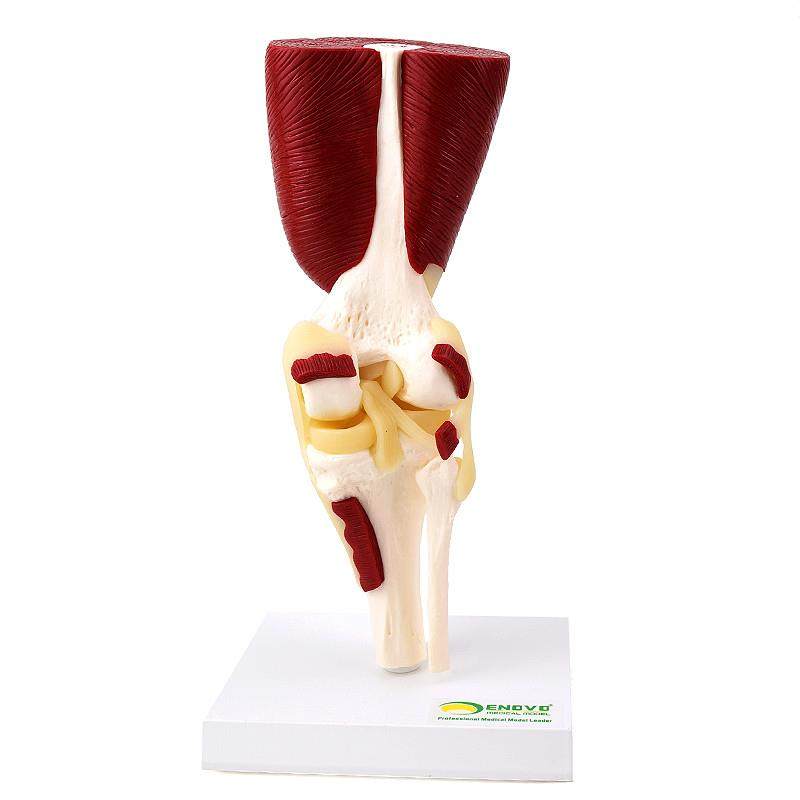 ENOVO颐诺人体膝关节肌肉群模型膝关J节模型滑车关节半月板交叉,淘宝优惠券,粉丝福利购,淘宝优惠卷