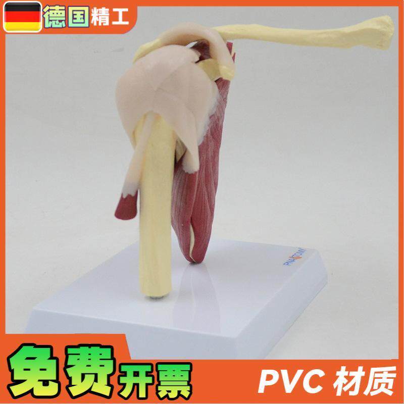 德国】肩关e节模型附韧带肌肉骨骼结构锁骨肱骨肩胛骨肩部结构造 - 图2