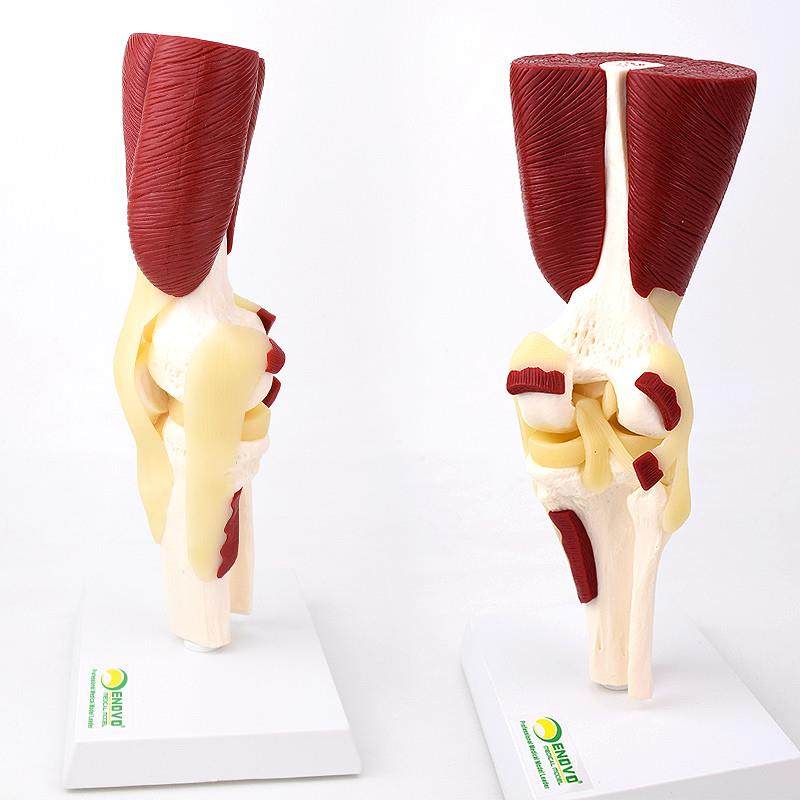 ENOVO颐诺人体膝关节肌肉群模型膝关J节模型滑车关节半月板交叉,淘宝优惠券,粉丝福利购,淘宝优惠卷