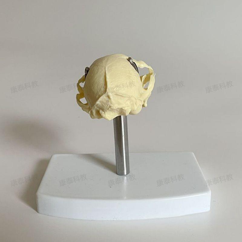 康泰动物骨骼猫头骨模型口腔牙齿高仿真猫科宠物兽医药Y教学实验 - 图2