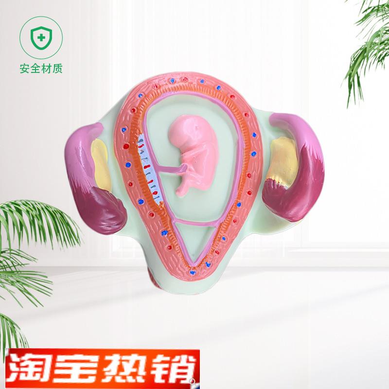 妊娠胚胎发育胎儿形成发育过程模型计划生育胎儿胚Z胎教学模型 - 图1