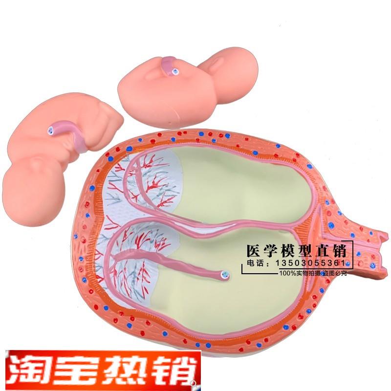 妊娠胚胎发育胎儿形成发育过程模型计划生育胎儿胚Z胎教学模型 - 图2
