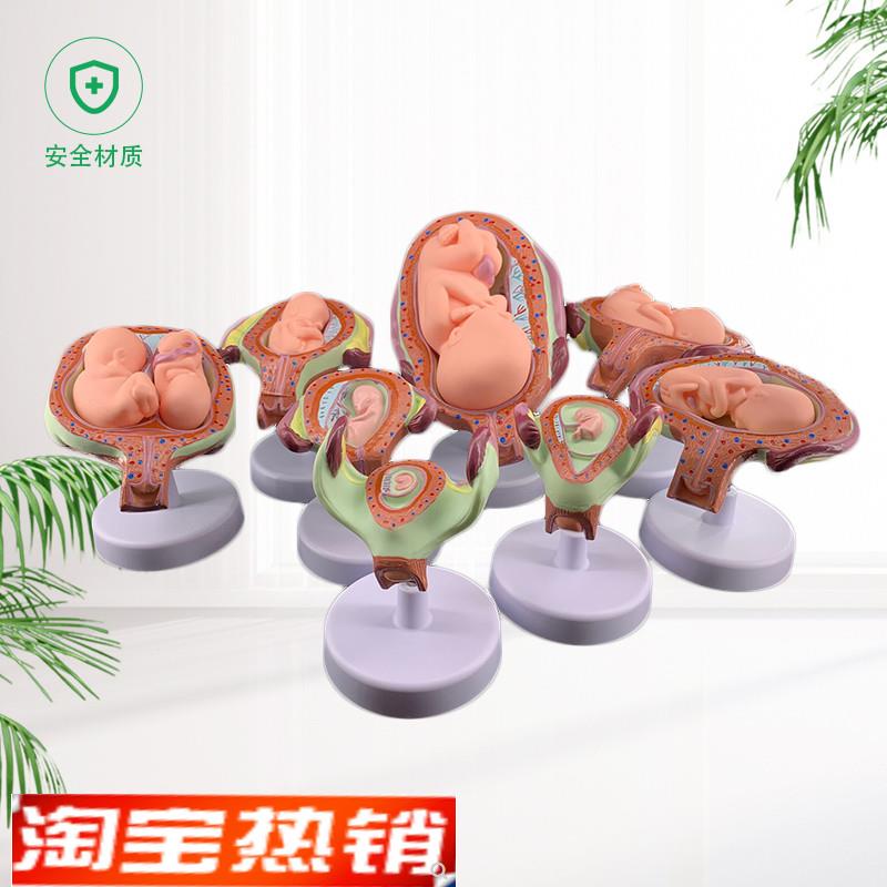 妊娠胚胎发育胎儿形成发育过程模型计划生育胎儿胚Z胎教学模型 - 图0