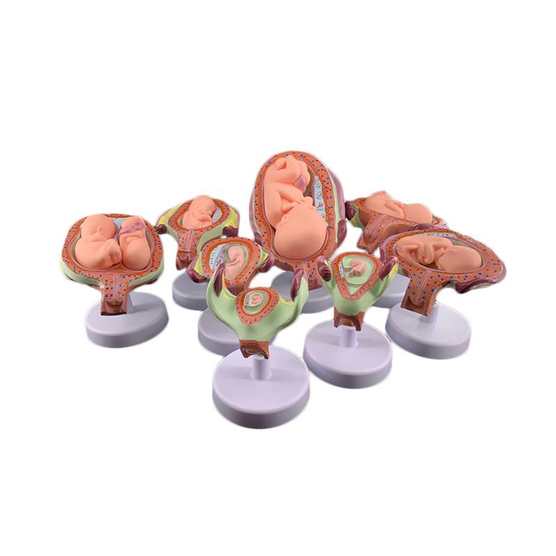 妊娠胚胎发育胎儿形成发育过程模型计划生育胎儿胚Z胎教学模型 - 图3