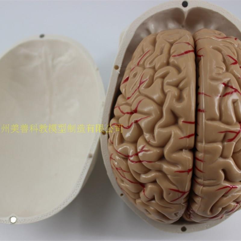 进口医学人体头颅骨可拆卸大脑模型头骨模L型1:1颅脑解剖神经科-图0