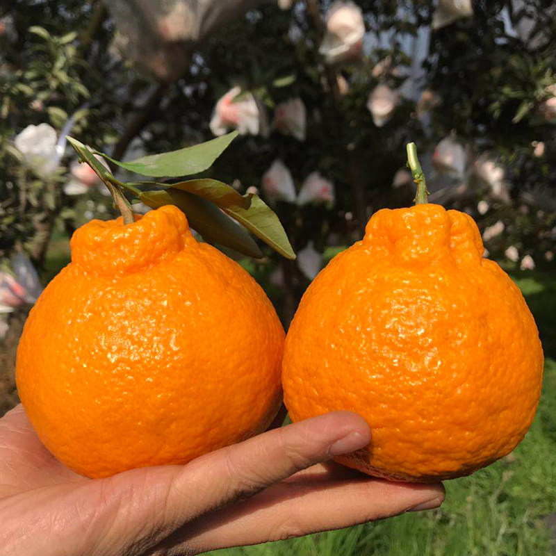 四川正宗丑橘不知火丑柑非春见耙耙柑新鲜水果整箱包邮