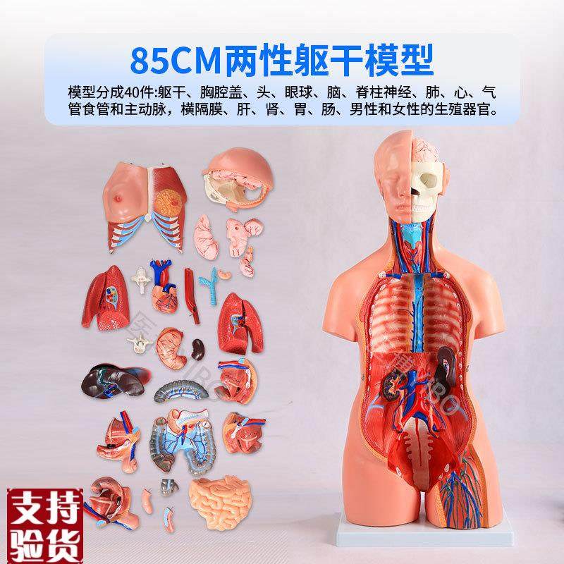 医博人体躯干解刨模型带内脏人体o解肌肉消化系统刨模型人体解刨,淘宝优惠券,粉丝福利购,淘宝优惠卷