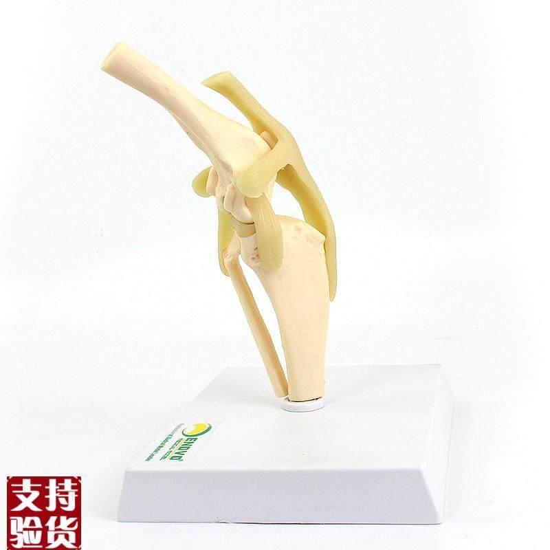 颐诺ENOVO狗犬膝关节模型犬关节韧带骨头动物R骨骼标本骨质疏松宠,淘宝优惠券,粉丝福利购,淘宝优惠卷