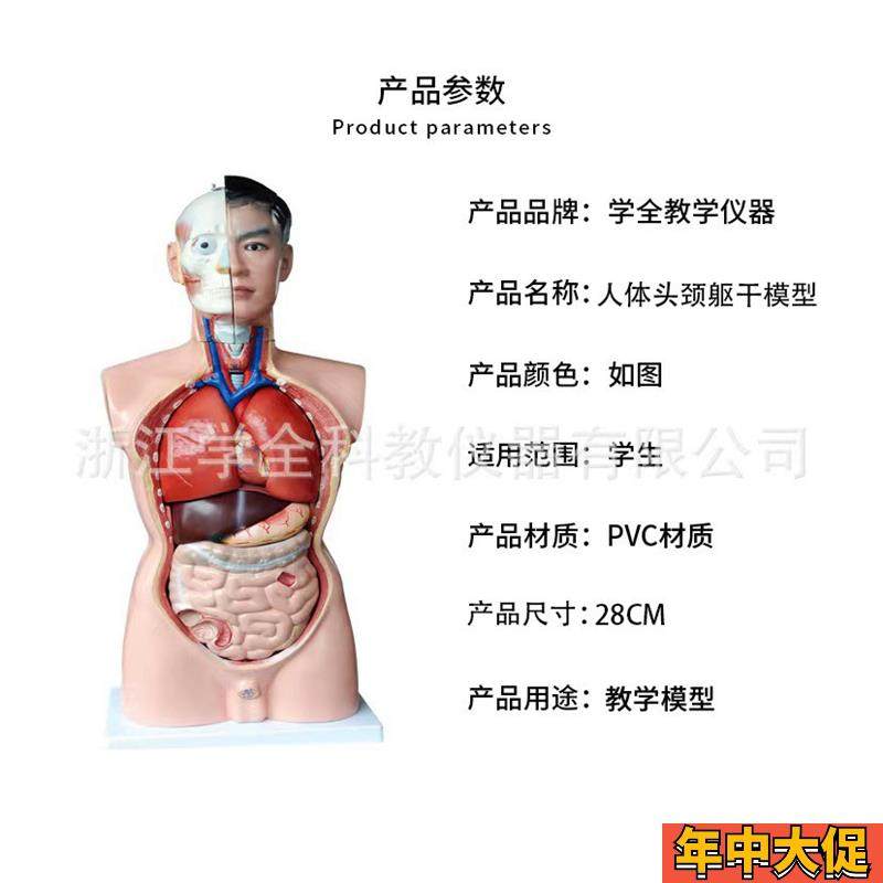 教学学生b模型生物模型初高中实验器材中学生物教学教学解剖模型 - 图0