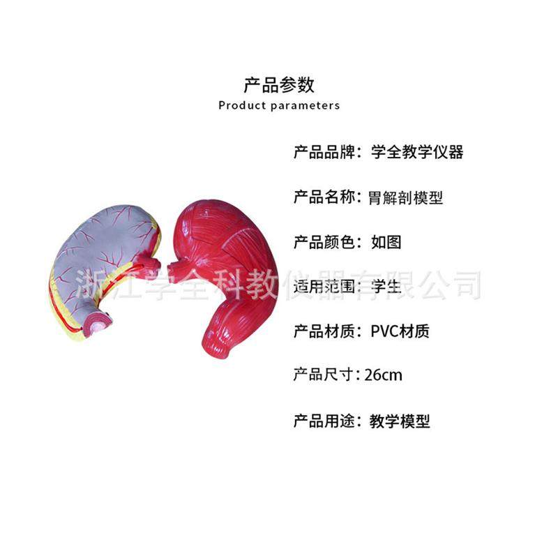 教学学生b模型生物模型初高中实验器材中学生物教学教学解剖模型 - 图3