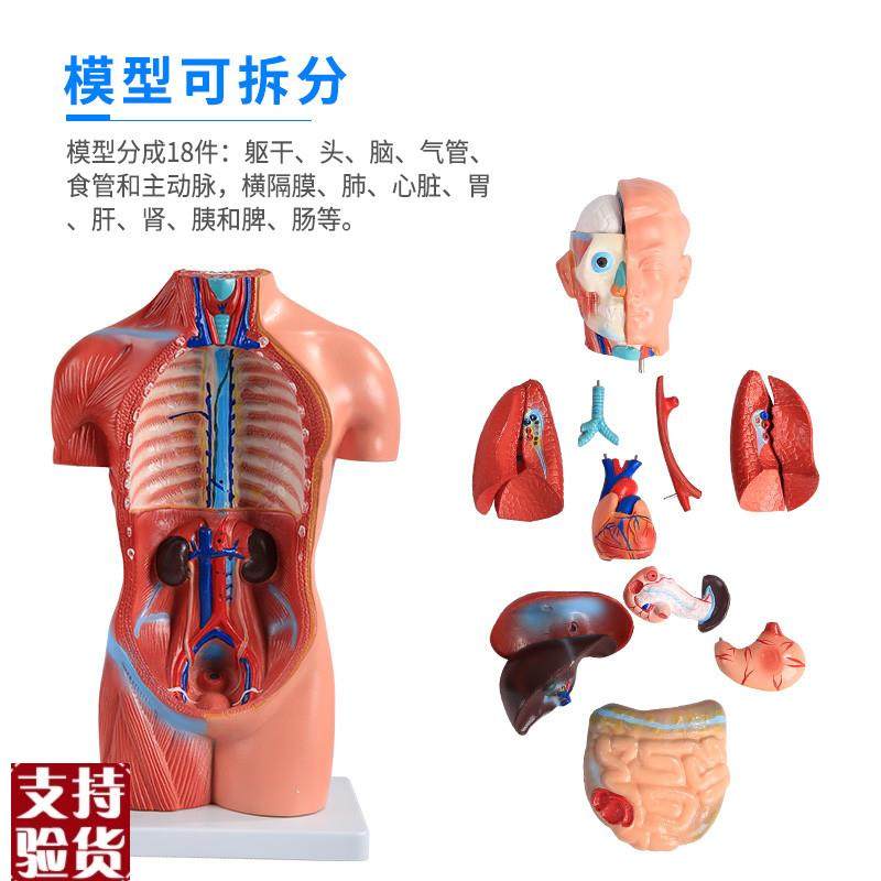 医博人体躯干解刨模型带内脏人体o解肌肉消化系统刨模型人体解刨,淘宝优惠券,粉丝福利购,淘宝优惠卷
