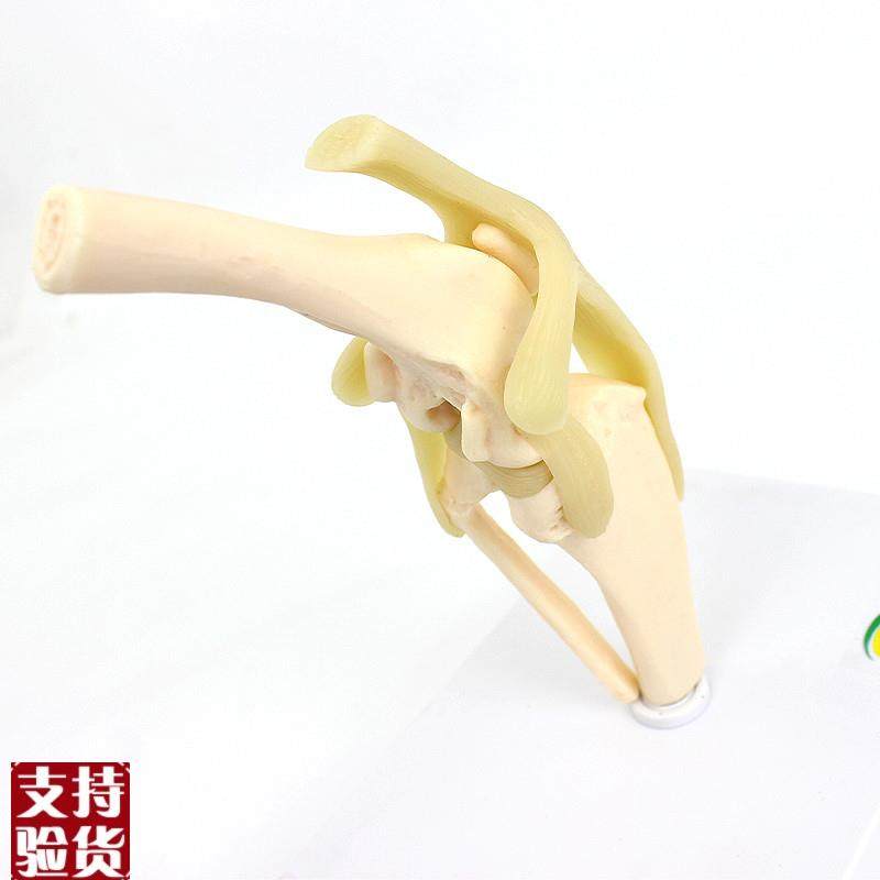 颐诺ENOVO狗犬膝关节模型犬关节韧带骨头动物R骨骼标本骨质疏松宠,淘宝优惠券,粉丝福利购,淘宝优惠卷