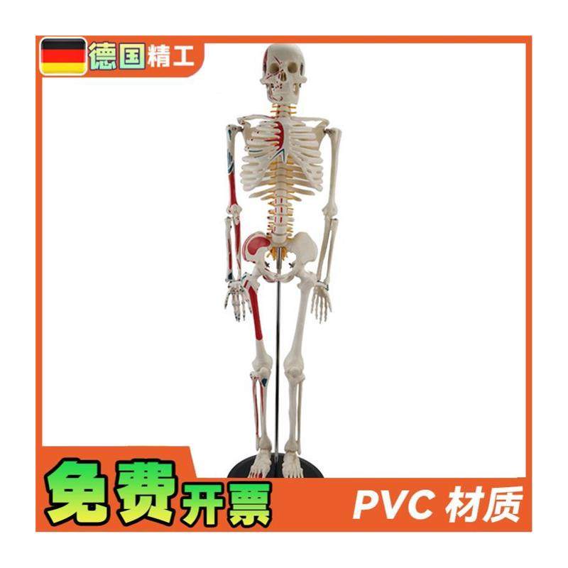 德国】85cmi全身人体骨骼模型可拆卸可活动肌肉着色脊神经椎间盘 - 图3